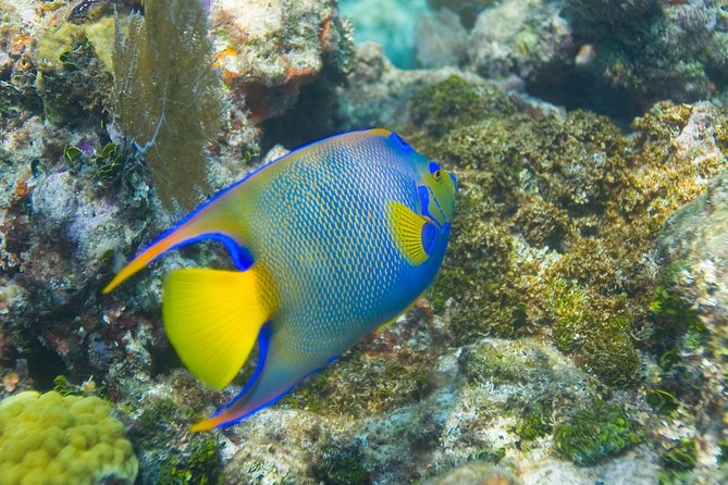 Key Largo Snorkeling Tour - rental mask, fins and vest INCLUDED - Price, value, and small extra costs