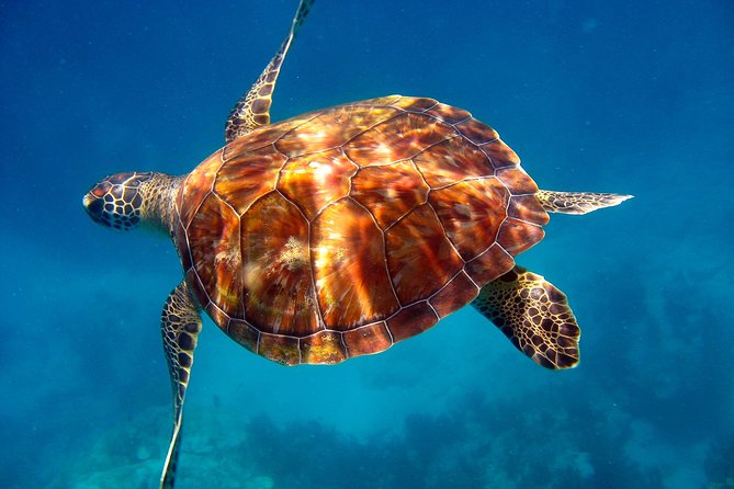 Key Largo Snorkeling Tour - rental mask, fins and vest INCLUDED - Timing, weather, and the best way to prepare