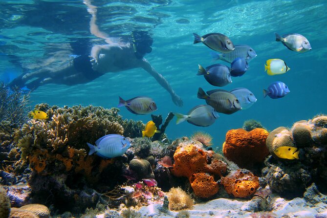 Key West Afternoon Reef Snorkeling with Open Bar - Weather Is the Biggest Variable