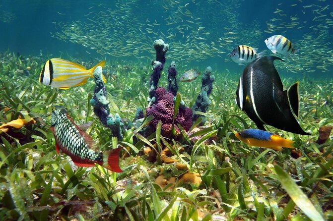 Key West Dolphin Watch and Snorkel Tour - Eco Adventure - Key points to know before you book