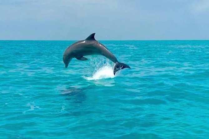 Key West Dolphin Watch and Snorkel Tour - Eco Adventure - Who should book this tour?
