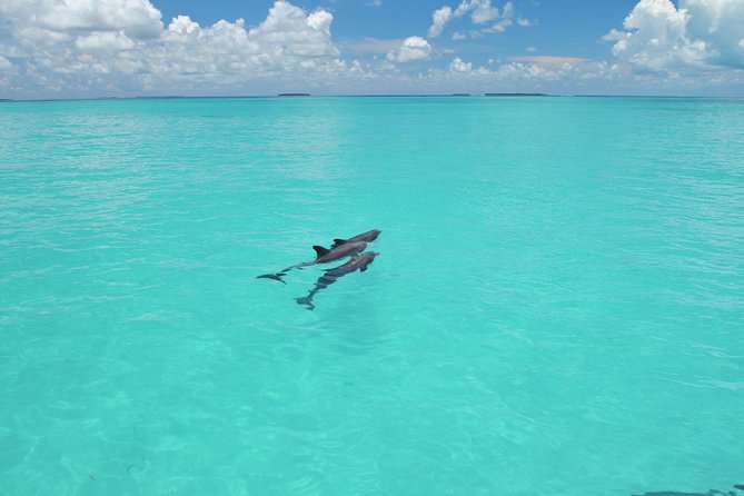Key West Dolphin Watch and Snorkel Tour - Eco Adventure - Starting with wild dolphins off Key West