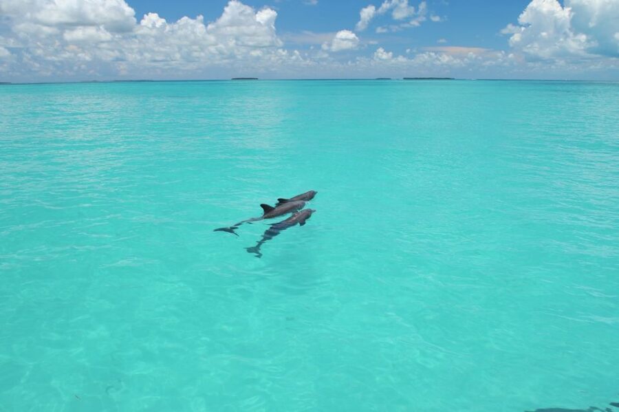 Key West: Dolphin Watching and Snorkeling Eco Cruise Tour - Setting out from downtown Key West