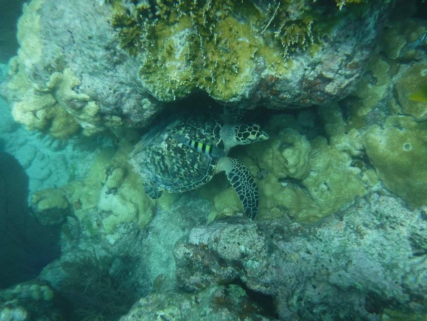 Key West: Dolphin Watching and Snorkeling Sunset Cruise - Who Should Book This Experience?