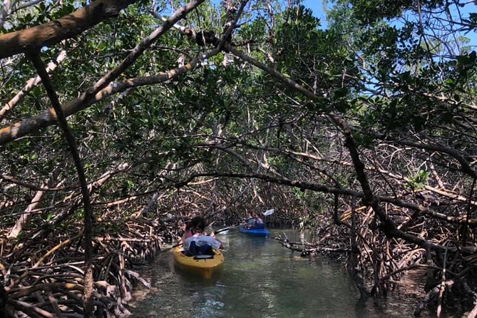 Key West Mangrove Kayak Eco Tour - Learning the geology of the Florida Keys