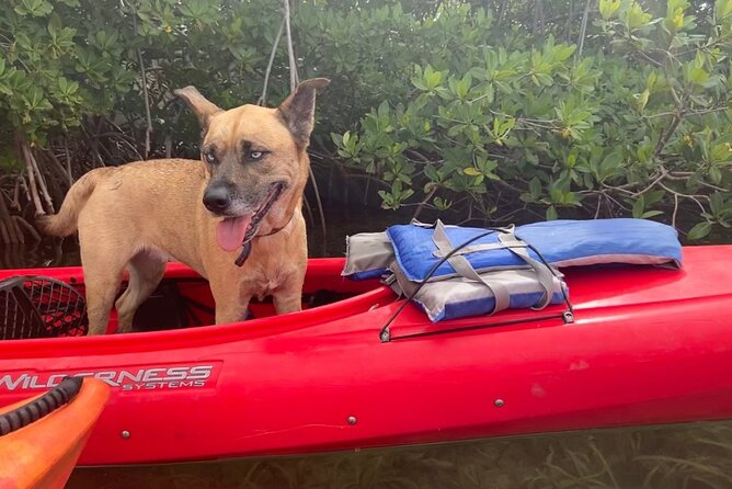 Key West Mangrove Kayak Eco Tour - How the guides handle mixed ability levels