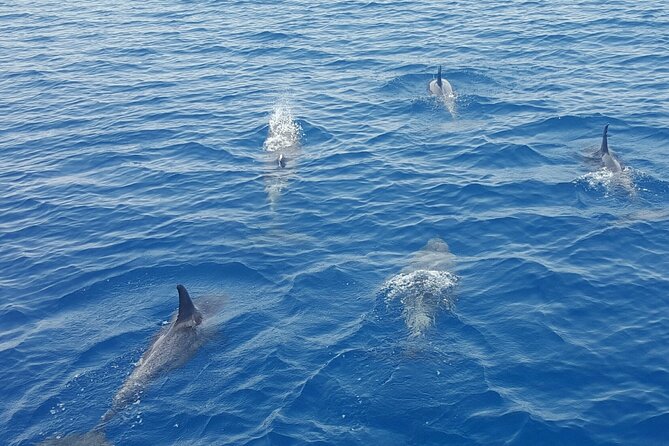 Key West Sunset Sail: Dolphin Watching, Wine, and Tapas - Passing Mallory Square and Fort Zachary Taylor