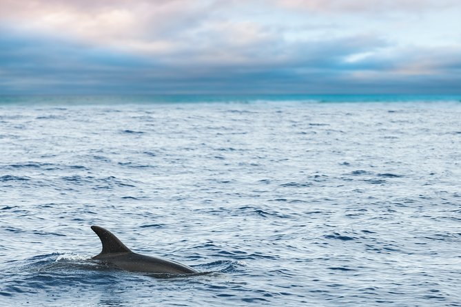 Key West Sunset Sail: Dolphin Watching, Wine, and Tapas - Looking for dolphins along the Key West route
