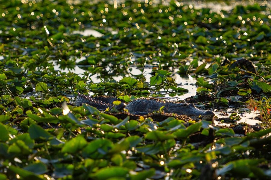 Kissimmee: Boggy Creek Airboat Ride with Optional Meal - Eating at Boggy Bottom Barbeque