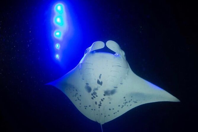 KONA Manta Ray Night Snorkel - FREE re-ride if no Sightings - Check-in at 78-7138 Kaleiopapa Street