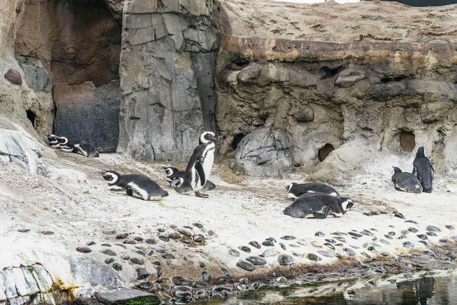 LA: Aquarium of the Pacific Skip-the-Line Entry - How long should you spend at the aquarium?