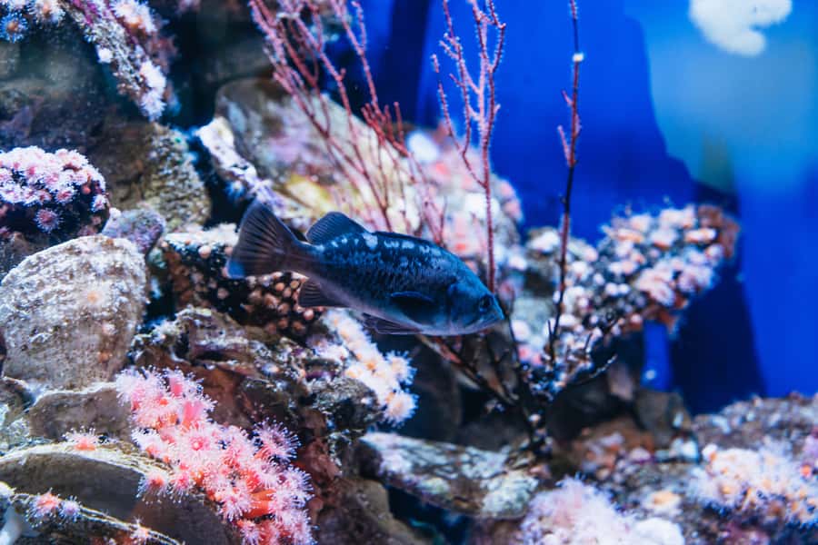 LA: Aquarium of the Pacific Skip-the-Line Entry - What your $44 admission actually gets you
