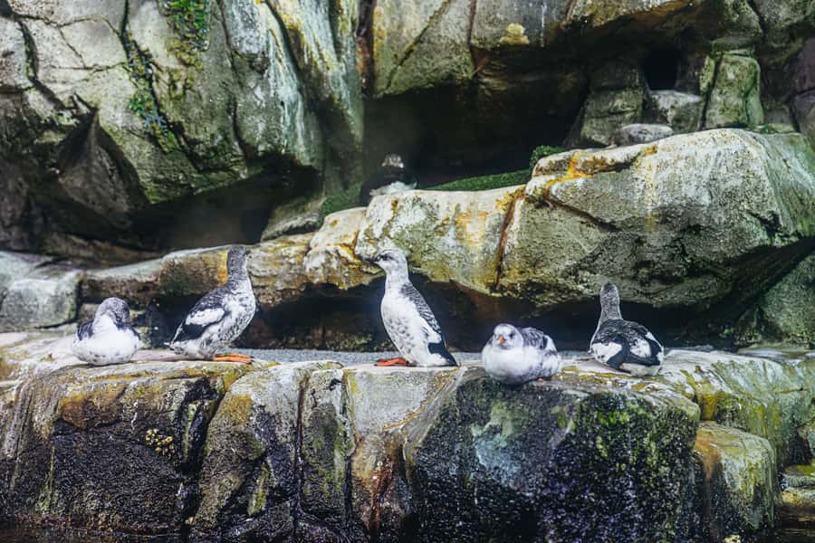 LA: Aquarium of the Pacific Skip-the-Line Entry - Lorikeet Forest is the playful highlight
