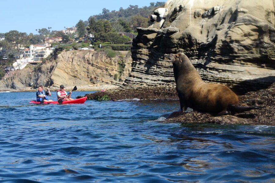 La Jolla: 2-Hour Kayak Tour of the 7 Caves - Wildlife sightings around the kayaks