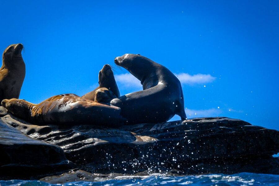 La Jolla: 2-Hour Kayak Tour of the 7 Caves - Who should book this La Jolla kayaking experience?