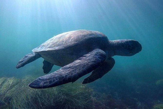 La Jolla Sea Caves Kayak Tour For Two (Tandem Kayak) - Guides who shape the experience