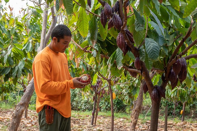 Lahaina: Maui Ku'ia Estate Guided Cacao Farm Tour and Tasting - Starting at Hawaii’s largest chocolate factory