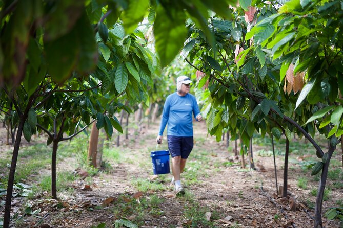 Lahaina: Maui Ku'ia Estate Guided Cacao Farm Tour and Tasting - Tasting nine chocolates in the treehouse