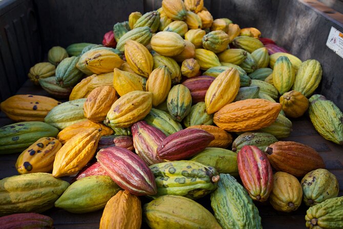 Lahaina: Maui Ku'ia Estate Guided Cacao Farm Tour and Tasting - Group size, comfort, and timing