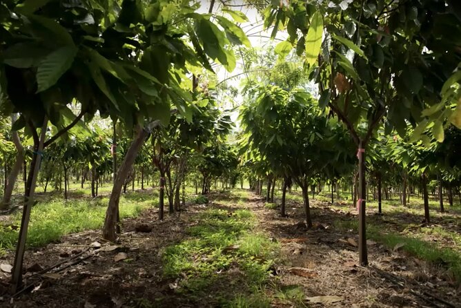 Lahaina: Maui Ku'ia Estate Guided Cacao Farm Tour and Tasting - Reasons you might skip it
