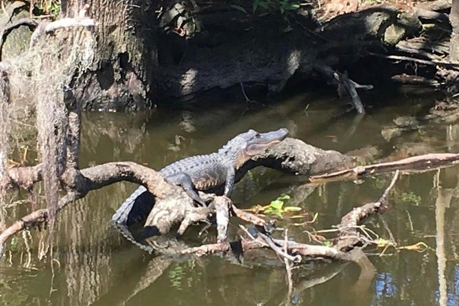 Large Airboat Swamp Tour with Transportation from New Orleans - Alligators, birds, and the reality of wild animals