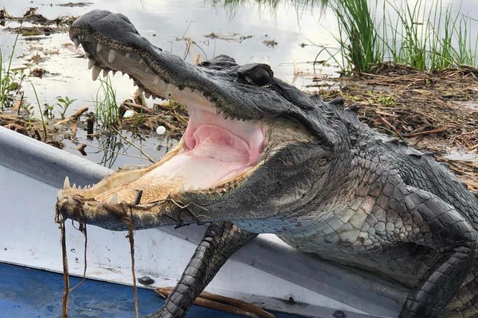 Large Airboat Swamp Tour with Transportation from New Orleans - Getting from downtown to the wetland