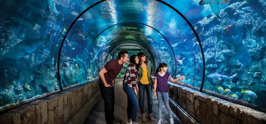 Las Vegas: Shark Reef Aquarium Entry Ticket - Five things to know before you go