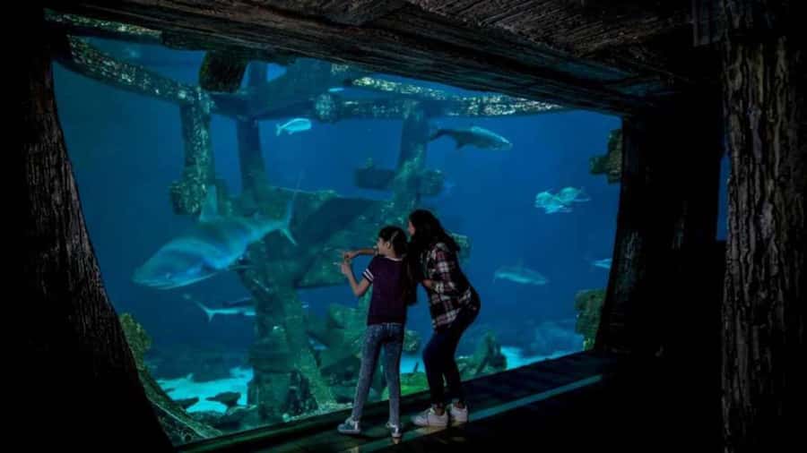 Las Vegas: Shark Reef Aquarium Entry Ticket - Practical ways to get more from your visit