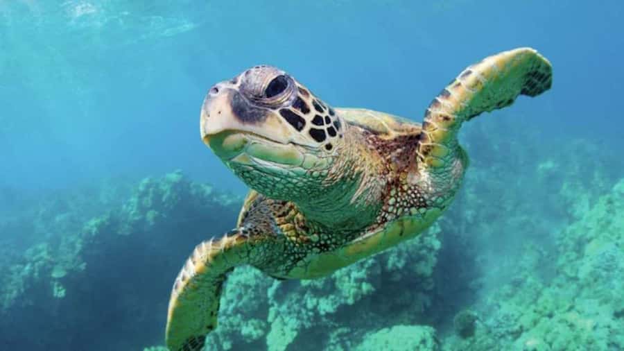 Las Vegas: Shark Reef Aquarium Entry Ticket - What you are really getting for $29
