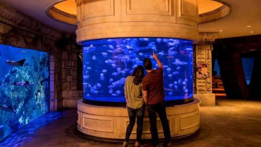 Las Vegas: Shark Reef Aquarium Entry Ticket - The shipwreck habitat and shark tunnel