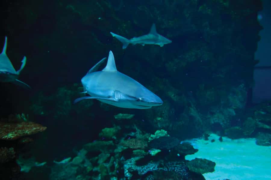 Las Vegas: Shark Reef Aquarium Entry Ticket - Undersea Explorer VR: short, fun, and worth checking