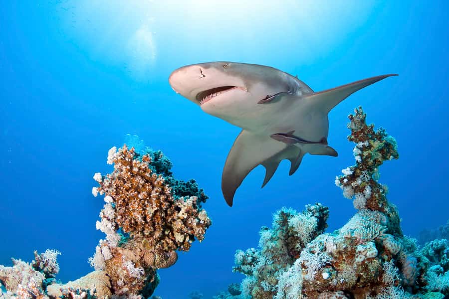 Las Vegas: Shark Reef Aquarium Entry Ticket - Who will enjoy it most?