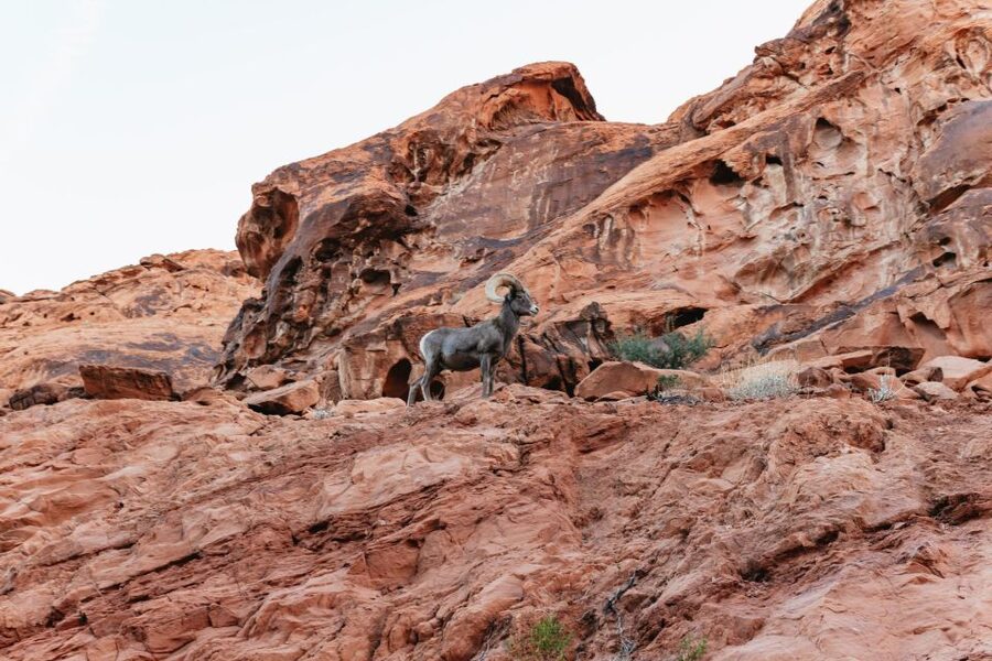Las Vegas: Valley of Fire Guided Hike with Drinks and Snacks - Moderate hiking: the best balance for many people