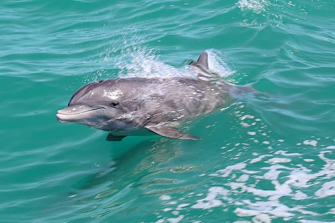 Little Toot Dolphin Adventure at Clearwater Beach - Leaving the harbor and reaching open water