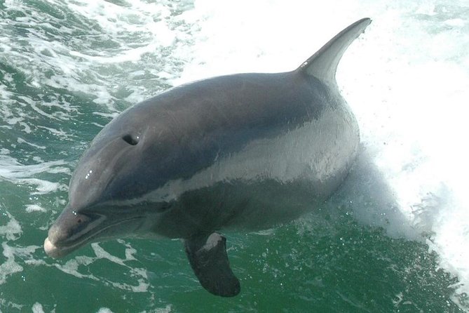 Little Toot Dolphin Adventure at Clearwater Beach - How much value do you get for $37?