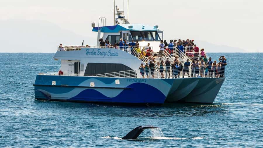 Long Beach: Whale and Dolphin Watching Cruise - Key points to know before you book