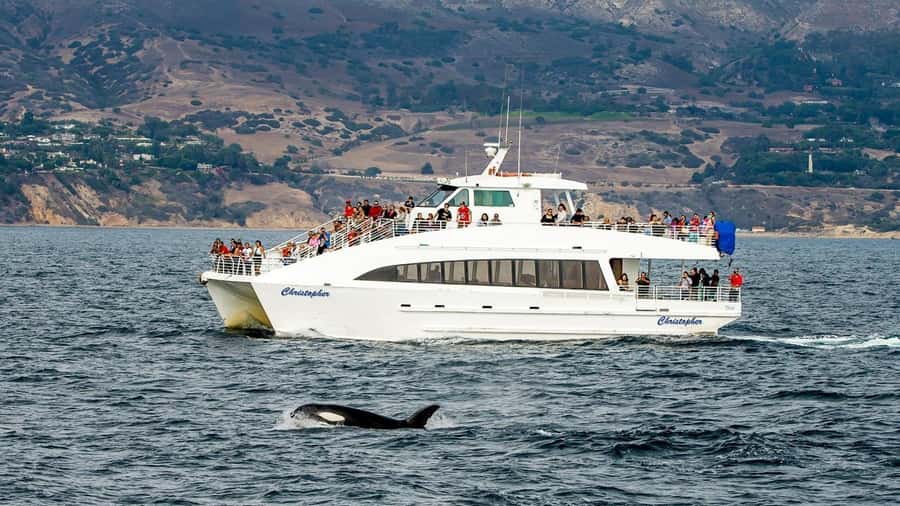 Long Beach: Whale and Dolphin Watching Cruise - Whale watching depends on timing, weather, and luck
