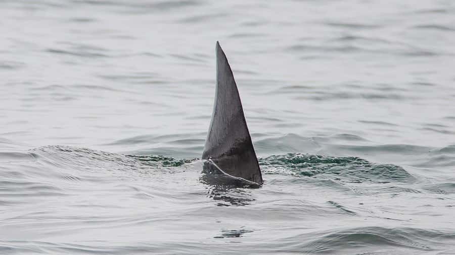 Long Beach: Whale and Dolphin Watching Cruise - Dolphins may provide the most reliable excitement
