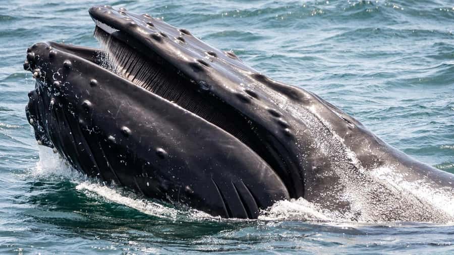 Long Beach: Whale and Dolphin Watching Cruise - Aquarium educators turn sightings into a lesson