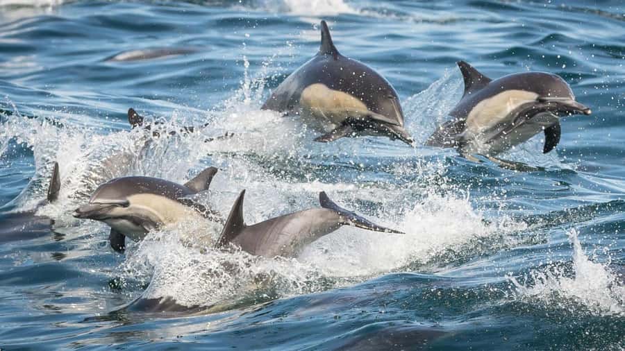Long Beach: Whale and Dolphin Watching Cruise - Is $45 a good price for 150 minutes?