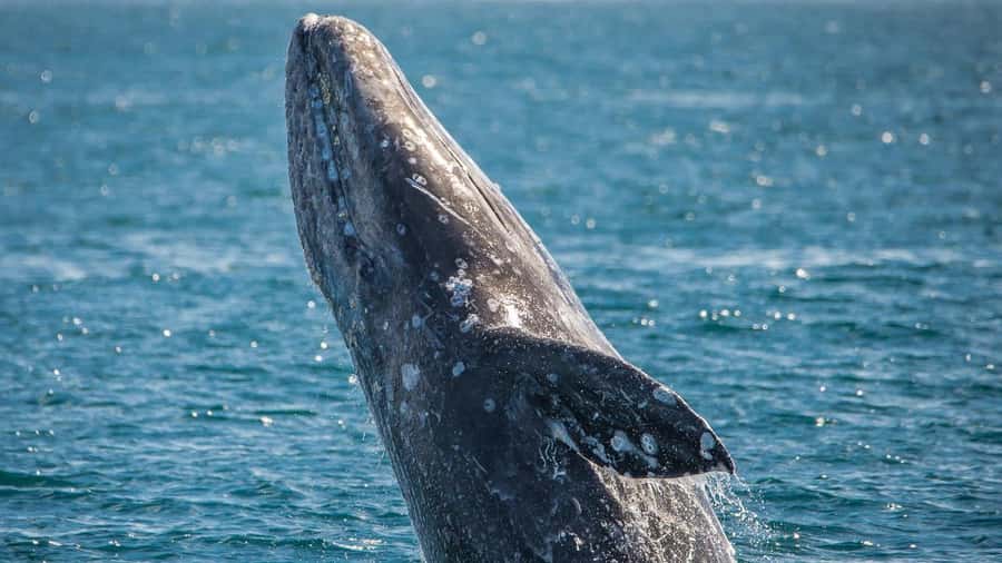 Long Beach: Whale and Dolphin Watching Cruise - Who will enjoy this Long Beach cruise most?