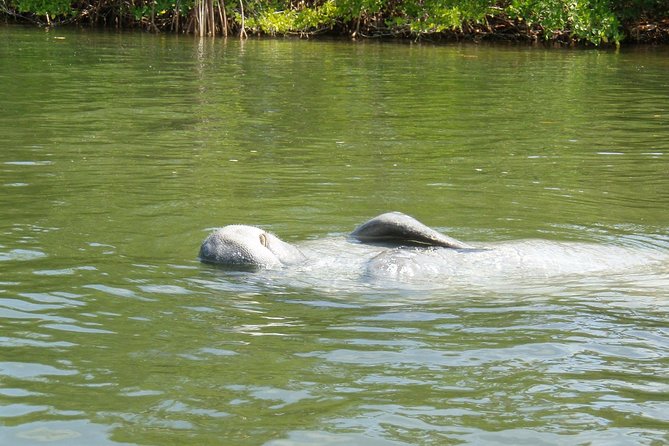 Lovers Key Guided Eco Tour-Mangrove Estuary - Lovers Key beyond the paddle