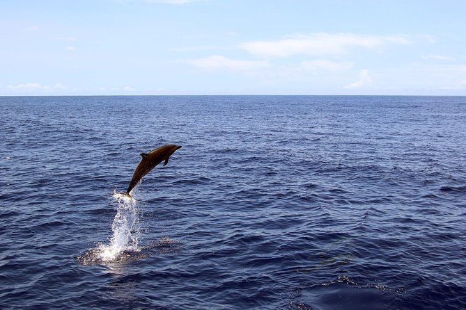 Luxury Snorkel Cruise, Local Buffet with Whale & Dolphin Watch - Warm showers, changing rooms, and a smoother return