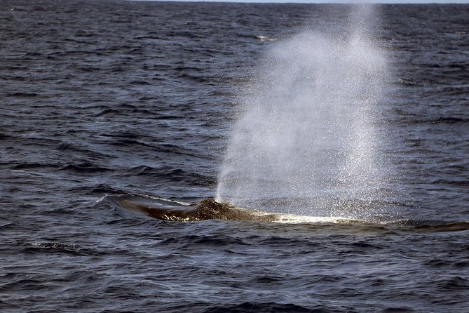 Luxury Snorkel Cruise, Local Buffet with Whale & Dolphin Watch - The onboard photographer adds real value