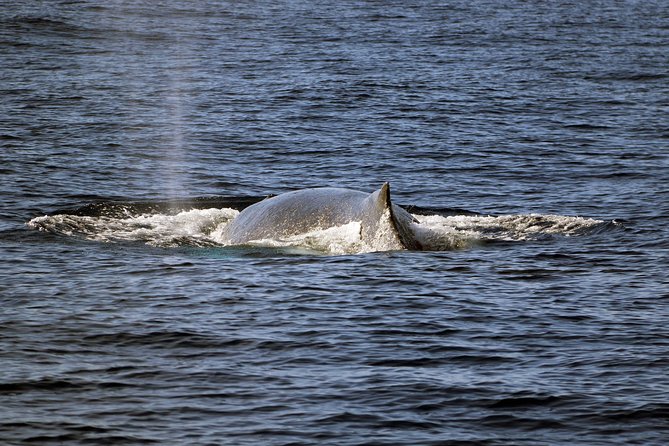 Luxury Snorkel Cruise, Local Buffet with Whale & Dolphin Watch - Is $174 a fair price?