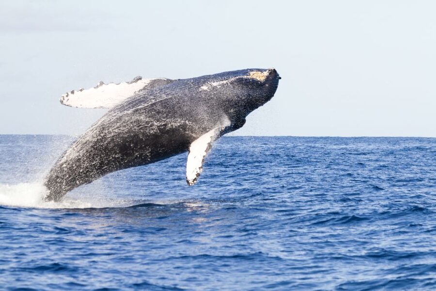 Ma'alaea Harbor: Whale Watching Tour Aboard Power Catamaran - Key points to know before you book
