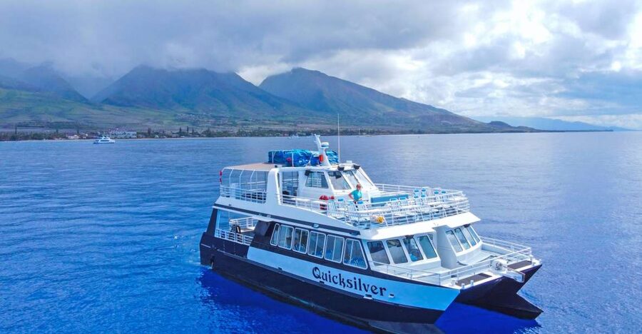 Ma'alaea Harbor: Whale Watching Tour Aboard Power Catamaran - The whale behaviors you might see