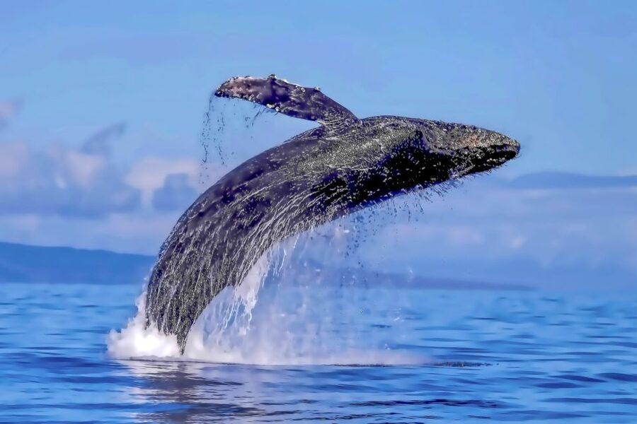 Ma'alaea Harbor: Whale Watching Tour Aboard Power Catamaran - Why the catamaran layout matters