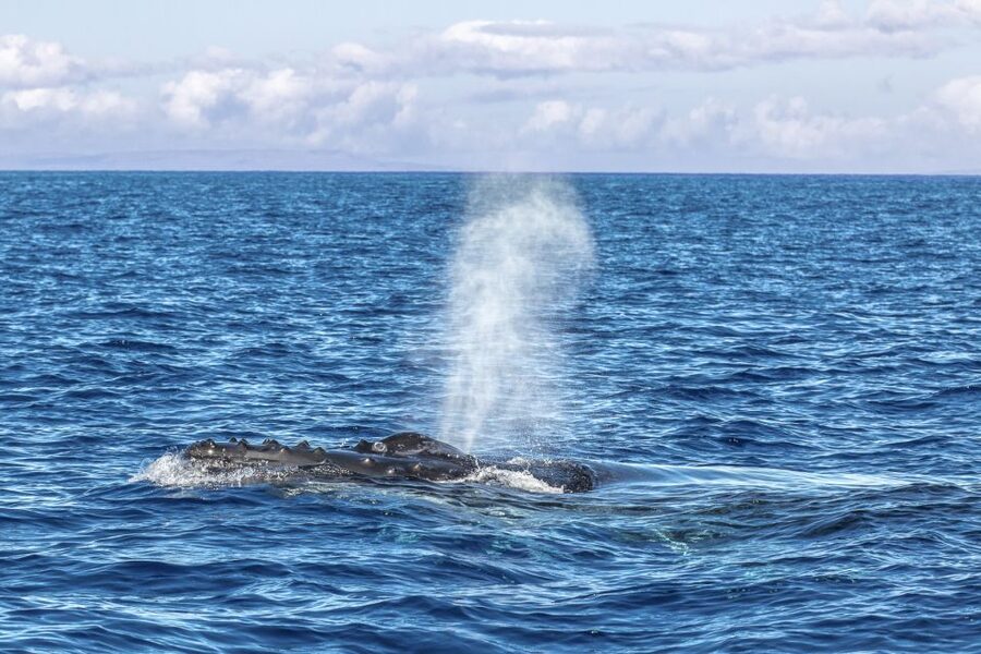 Ma'alaea Harbor: Whale Watching Tour Aboard Power Catamaran - The crew makes the difference