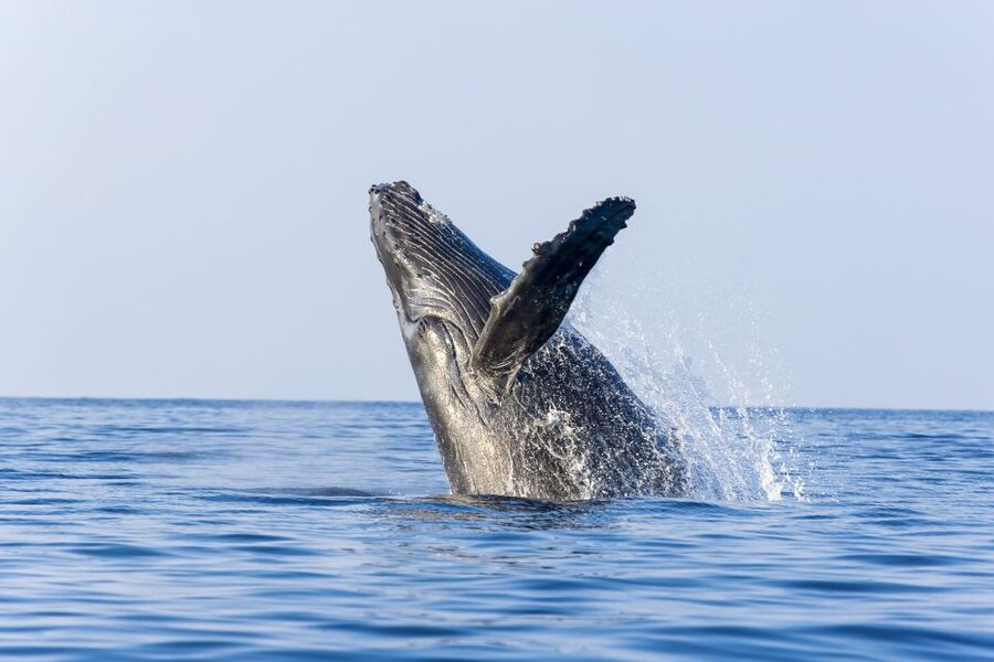 Ma'alaea Harbor: Whale Watching Tour Aboard Power Catamaran - The best time to reserve your place